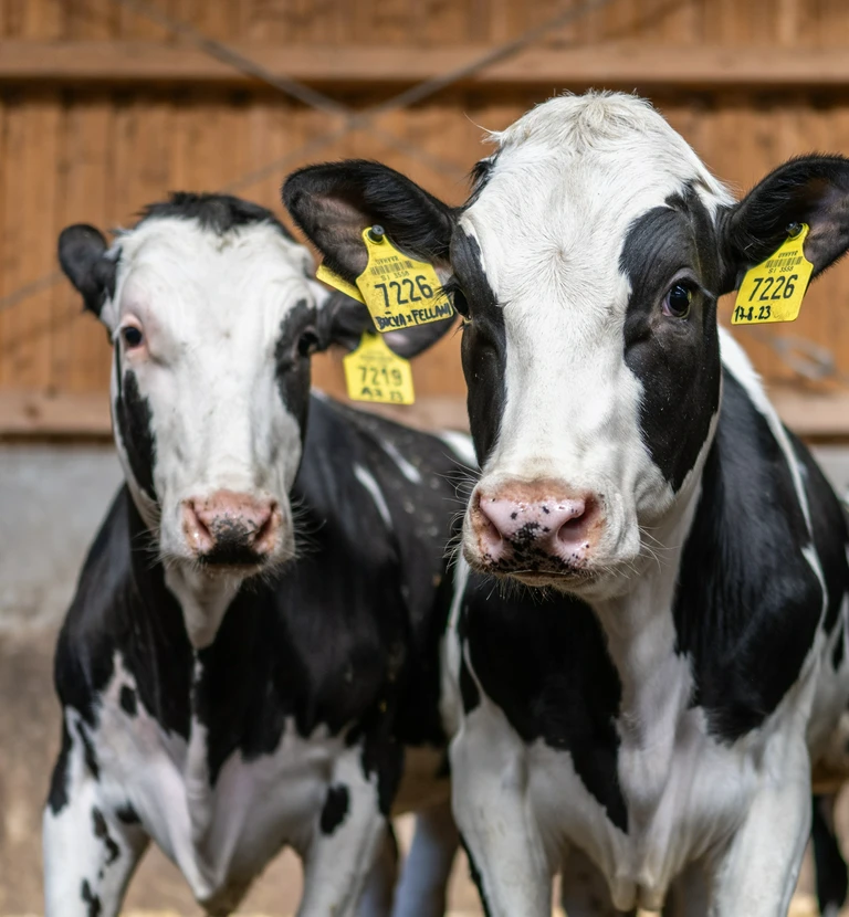 dwie biało czarne krowy