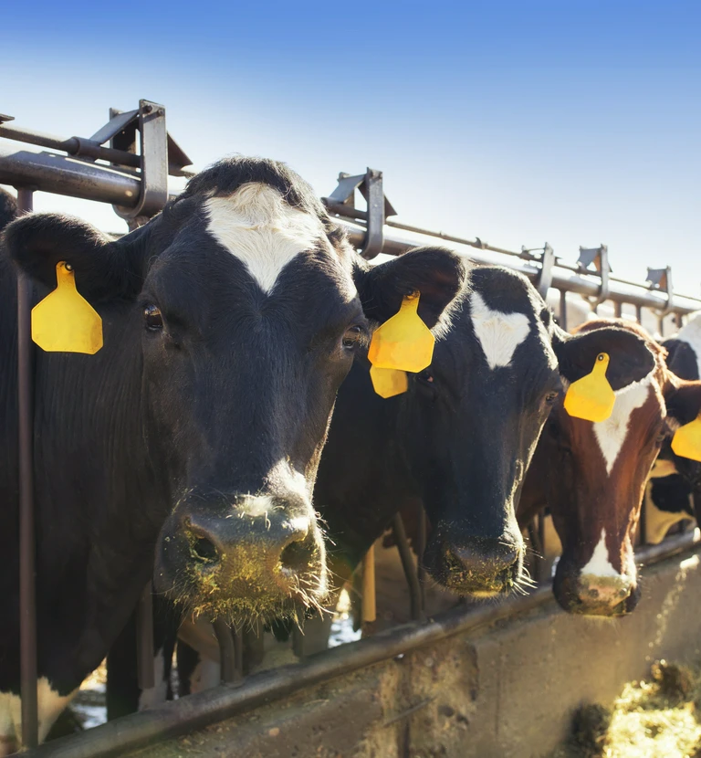 krowy z&nbsp;żółtymi oznaczeniami na&nbsp;uszach