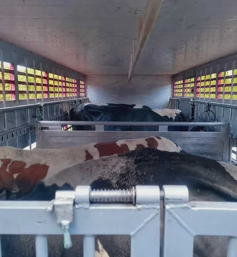 krowy w&nbsp;transporcie