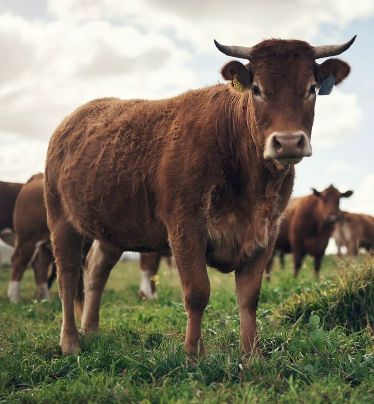 brązowa krowa na&nbsp;wypasie