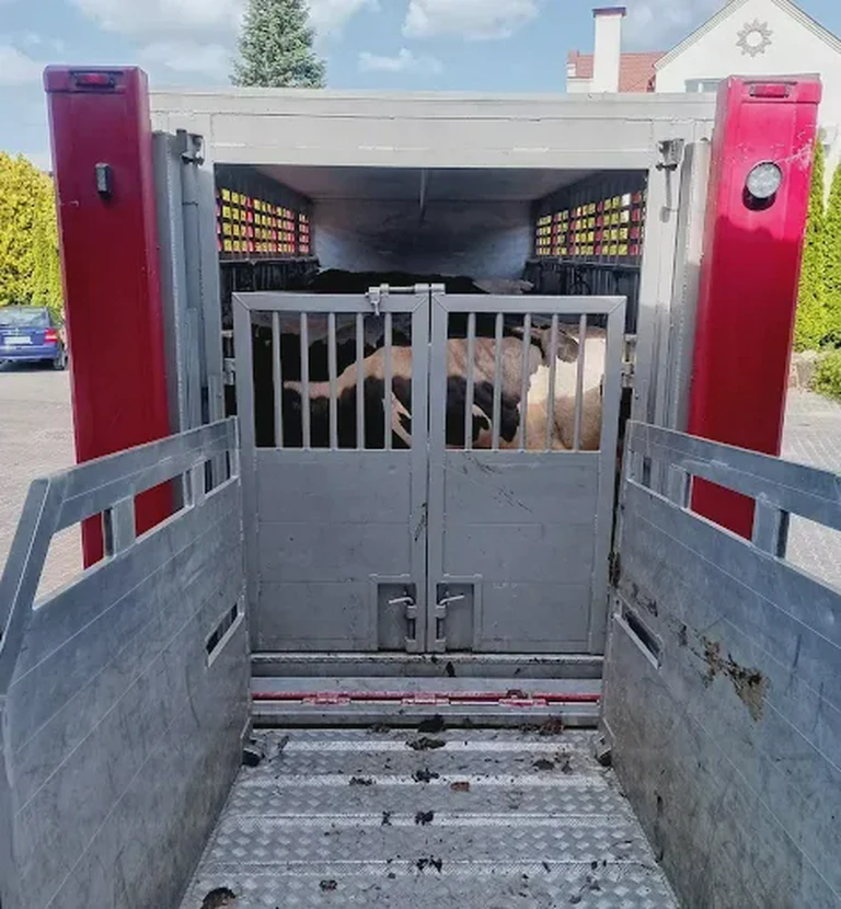 transport bydła