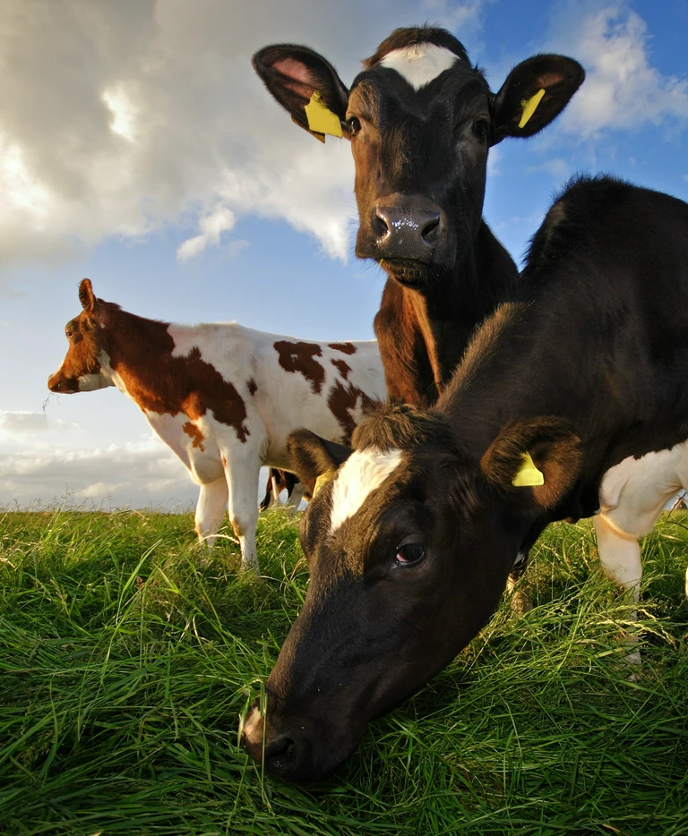 krowy na&nbsp;wypasie