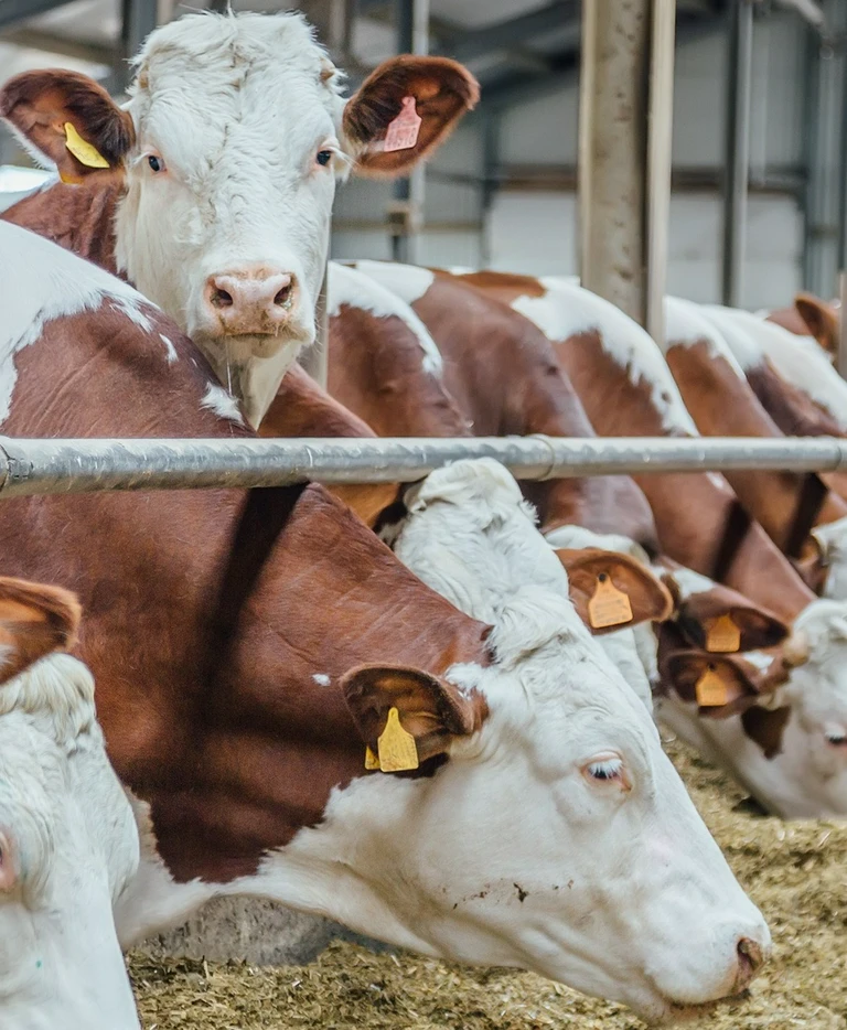 brązowo białe krowy