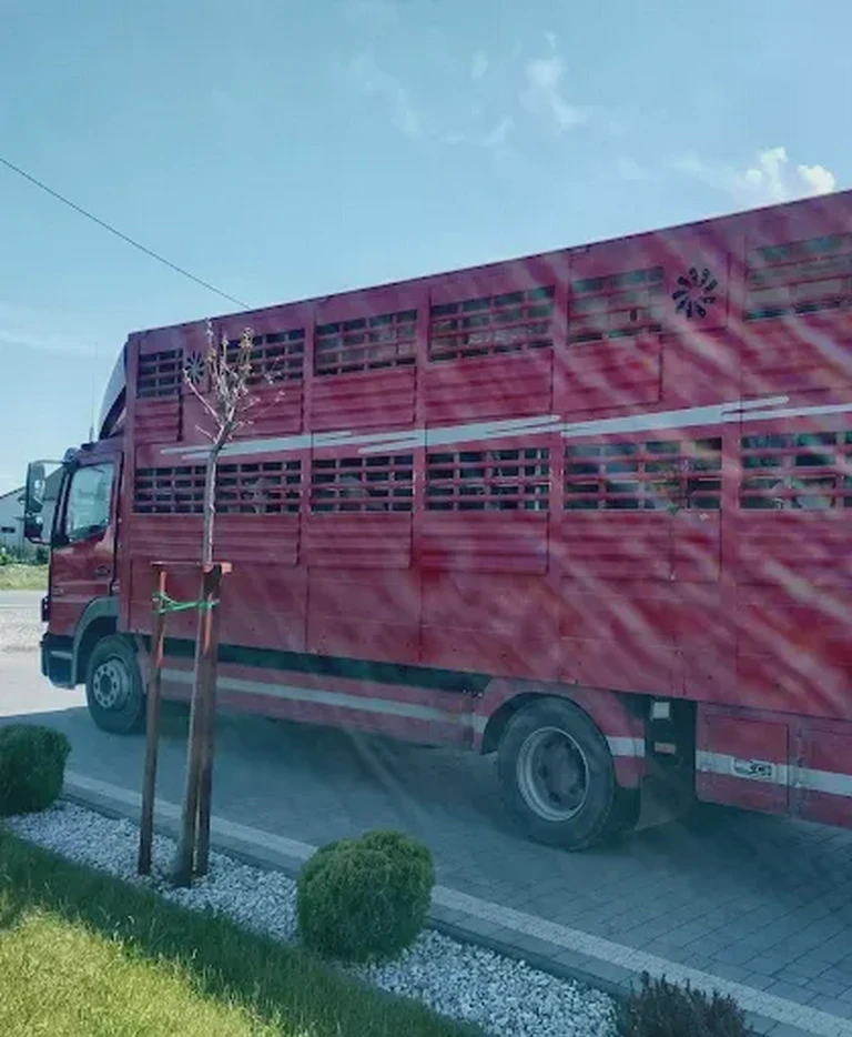 czerwone auto do&nbsp;transportu bydła